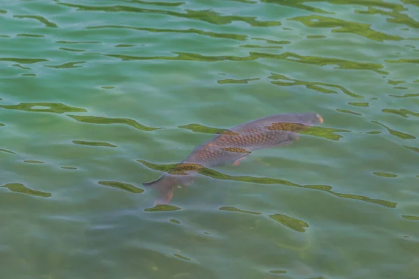 Large black wild carp fish swimming under clean blue water in the city pond. Nature background. Fishing is prohibited. Save the planets fish species and wildlife concept.