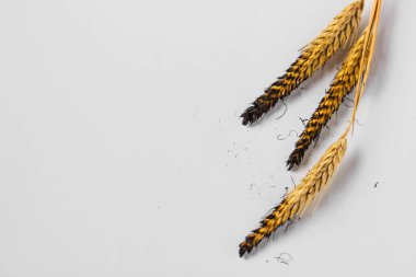 Burnt charred ears of wheat isolated on the white background. Concept of hunger and food crisis in European and African countries. Massively burned Ukrainian fields of wheat and crops of grain.