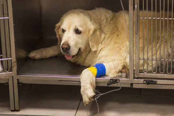 Adult Golden Retriever dog patient in the cage of veterinary clinic. Dogs paw with catheter for a dropper under a blue and yellow bandage. Intravenous supply of drug solution. Dogs health concept.