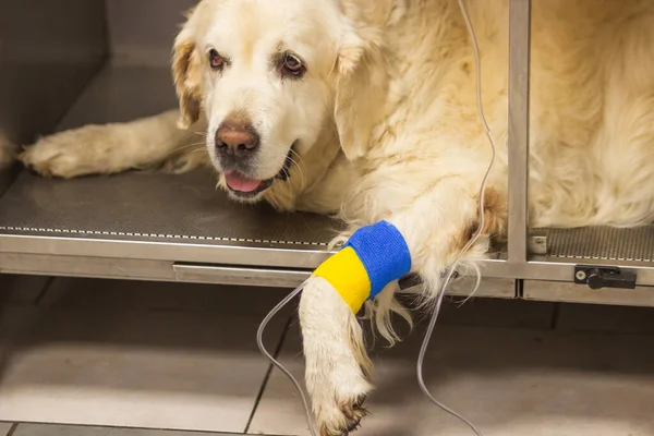 Adult Golden Retriever dog patient in the veterinary clinic. Dogs paw with catheter for a dropper under a patriotic blue and yellow bandage. Intravenous supply of drug solution. Dogs health concept.