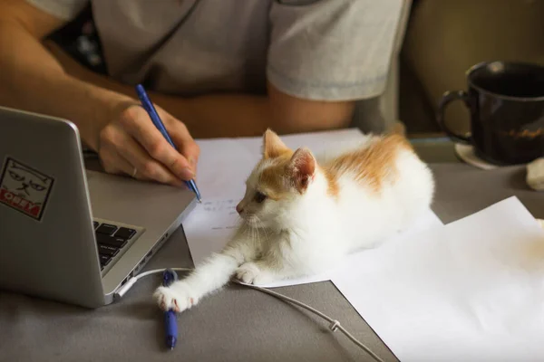 Student doing homework with his cat at quarantine. Cute red and white kitten lies on a grey table next to study supplies - sheets of paper, pen, laptop. Back to school. Self-education concept.