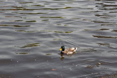 Yeşil başlı ve sarı gagalı şaşırtıcı drake vahşi ördeği temiz suyla gölde ya da nehirde yüzüyor. Yan görüş. Sonbahar göletinde yüzen erkek yaban ördeği. Vahşi konseptteki drake hayatı.