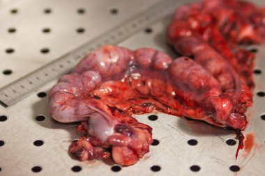 Veteriner kliniğinde rahmi iltihapla almak için cerrahi operasyondan sonra Pyometra-Rahim iltihabı. Yetişkin golden retriever köpekleri pyometra uterus. Veteriner ve hayvan bakımı konsepti.