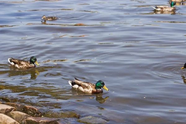 Schwarme Wilder Stockenten Schwimmen Herbstlichen Teich Drake Enten Mit Grünen — Stockfoto
