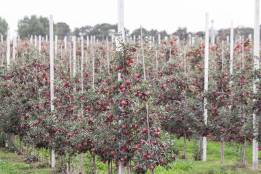 Meyve bahçesinde ya da elma çiftliğinde yetişen sıralara sabitlenmiş genç elma ağaçları. Ağaç dallarından sarkan olgun elmalar, sonbahar günü hasat için hazırlar. Güzel bir elma çiftliği manzarası..