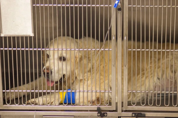 Yetişkin Golden Retriever Köpek Hastası Veteriner Kliniğinde Mavi Sarı Bandajlı — Stok fotoğraf