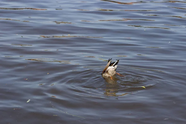 Mallard Pato Mergulho Subaquático Busca Alimentos Caça Lago Rio Água — Fotografia de Stock