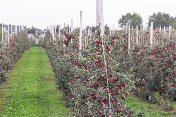 Rows of young apple trees fixed on poles growing in orchard or on apple farm. Red ripe apples hanging from a tree branches, ready for harvesting in autumn day. Beautiful view of apple plantation.