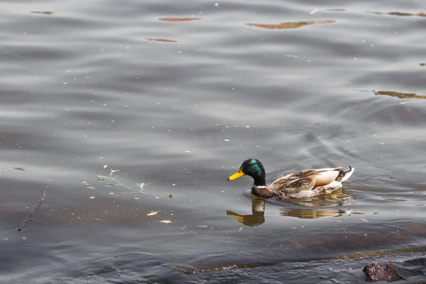 Amazing Drake Wild Duck Green Head Yellow Beak Swims Lake — Stock Photo, Image