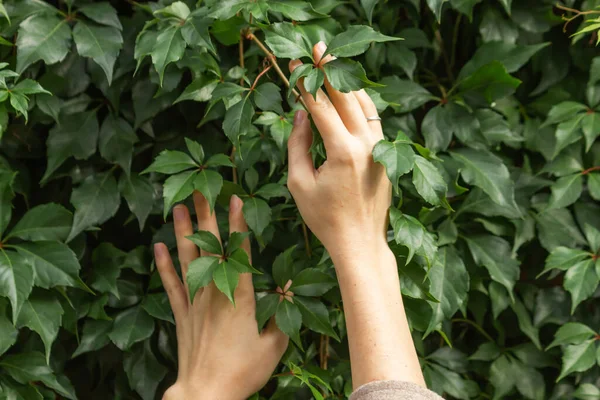 Mujeres Manos Con Anillo Tocando Rama Hojas Uva Silvestre Verde —  Fotos de Stock