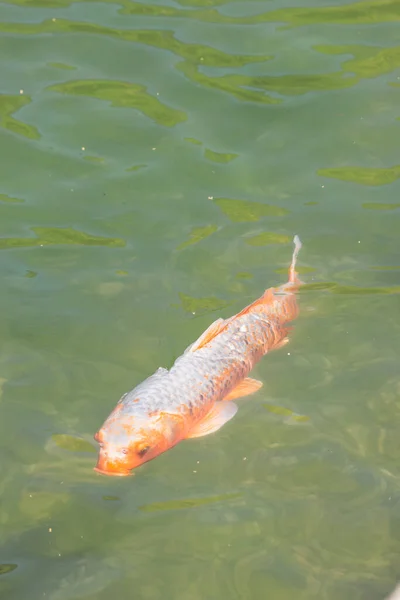 Большие Белые Оранжевые Кои Рыбы Плавают Водой Чистом Городском Пруду — стоковое фото