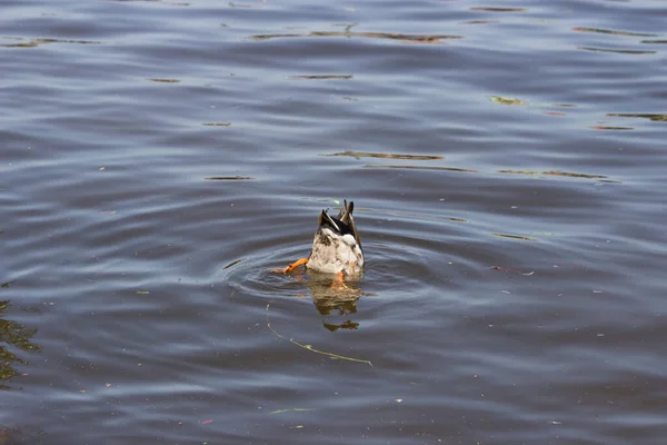 Mallard Pato Mergulho Subaquático Busca Alimentos Caça Lago Rio Água — Fotografia de Stock