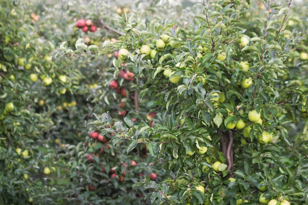 Bella Vista Del Frutteto Mele Nella Giornata Autunnale Rami Pieni — Foto Stock