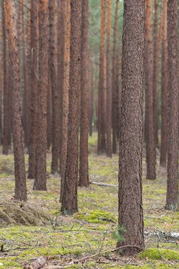 Sonbahar mevsiminde çam ağaçlarının gövdesine yakın çekim. Taze ve yumuşak yosun zeminli çam ağacı ormanı. Düz kahverengi şortlu metin için doğa arka planı. Ekoloji ve çevre kavramı.