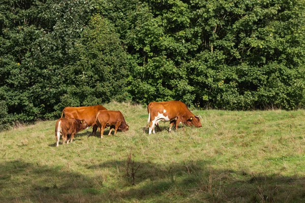 Family of brown cows, cows herd grazing in a grass field on the green trees background. Side view. Red angus calfs with his moms. Green pasture in the countryside of polish mountains. Farming concept.
