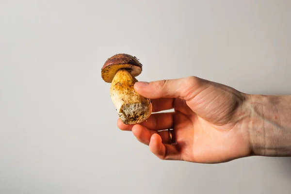 Mans hand holds edible polish mushroom with brown cap or pileus and thick stem on a white background. The mushroom picker showing his mushrooms harvesting. Autumnal harvest concept.