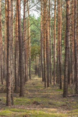 Taze ve yumuşak yosun zeminli sonbahar çam ağacı ormanı. Güneşli sonbahar gününde çam ağacı ormanındaki patika. Doğa geçmişi. Ekoloji ve çevre kavramı. 