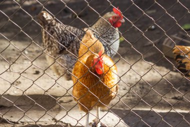 Kahverengi ve gri tavuklar kapalı bir açık hava kuşhanesinde yürüyüp besleniyorlar. Evcil tavuk çiftliği Kahverengi Nick ve Plymouth Kayası 'nı besler. Eko et ve yumurta. Ev çiftliği ve kotagecore kavramı.