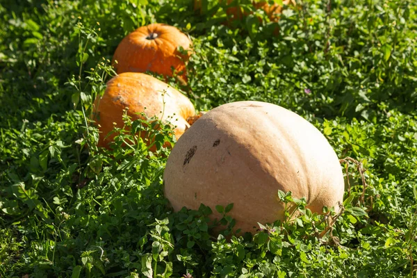 Stora Apelsinpumpor Som Växer Och Mognar Grönt Gräs Jordbruksmark Halloween — Stockfoto