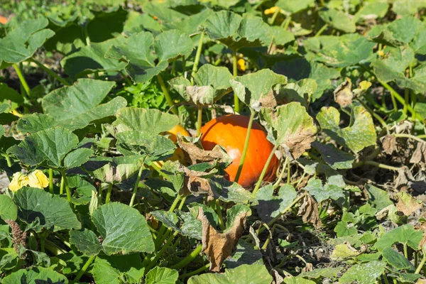 Orangener Kürbis Mit Großen Grünen Blättern Die Auf Dem Gemüsebeet — Stockfoto