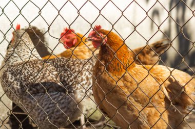 Çayırdaki kahverengi ve gri tavuklara tel örgüler vasıtasıyla odaklanmış görüntü. Kapalı bir açık hava kuşhanesinde piliçler yürüyüp besleniyor. Evcil tavuk çiftliği Kahverengi Nick ve Plymouth Kayası.