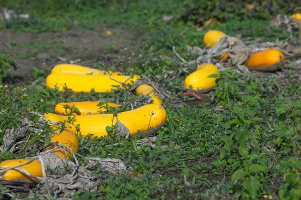 Haufen Der Gelben Bio Gemüsemark Oder Zucchini Zucchini Die Auf — Stockfoto