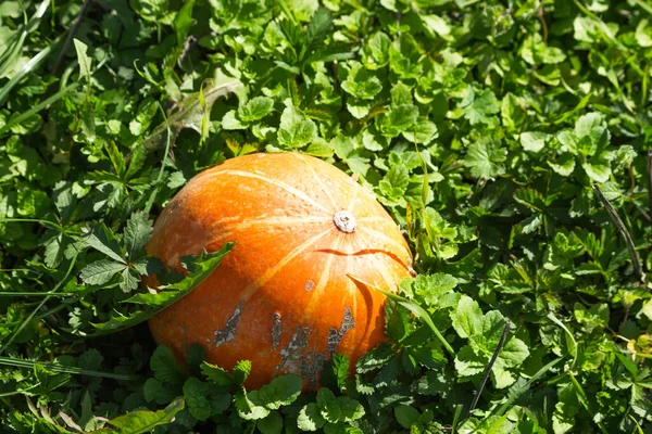 Orangen Runden Kürbis Wachsen Und Reifen Grünem Gras Von Ackerland — Stockfoto