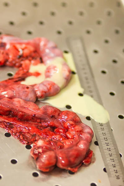 Pyometra Zapalenie Macicy Operacji Chirurgicznej Usunięcia Macicy Psa Golden Retriever — Zdjęcie stockowe