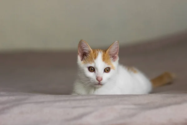 Cute Biały Rudy Kot Leżący Łóżku Patrząc Ciekawie Pastelowy Koc — Zdjęcie stockowe