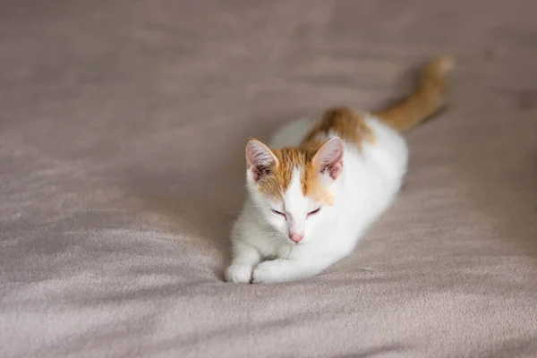Tatlı Beyaz Kırmızı Kedi Yatakta Uzanıyor Kestiriyor Pastel Battaniye Arka — Stok fotoğraf