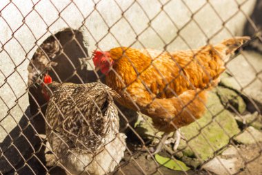 Kahverengi ve gri tavuklar kapalı bir açık hava kuşhanesinde yürüyüp besleniyorlar. Evcil tavuk çiftliği Kahverengi Nick ve Plymouth Kayası 'nı besler. Eko et ve yumurta. Ev çiftliği ve kotagecore kavramı.
