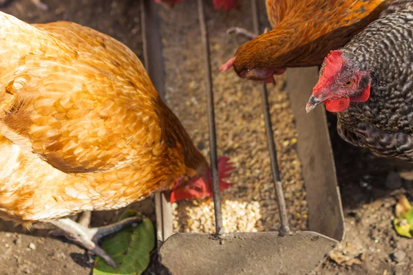 Hungry hens and rooster eating birdseed from birdfeeder in a closed outdoor aviary. Domestic poultry farm of chickens breed Brown Nick and Plymouth Rock. Many birds surrounded the container with corns