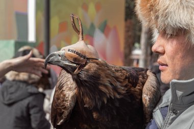 Almaty, Kazakistan - 21 Mart 2022. Berkutchi kuşlu bir avcıdır. Ulusal giysili bir adam elinde bir şahin tutuyor. Portre. Yakın plan.