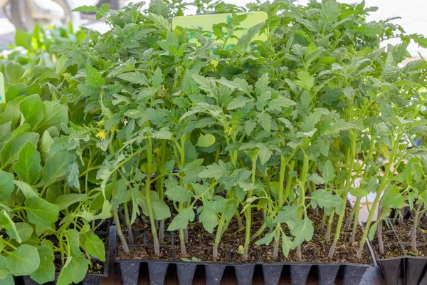 Junge Sträucher Mit Tomatensetzlingen Tabletts Werden Auf Einem Straßenmarkt Verkauft — Stockfoto