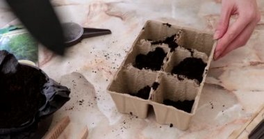Kadınların elleri, saksıda küçük bir küreği olan tahıllar için toprak kütlesini koyuyor. Bahçıvanlık, bahçıvanlık. 