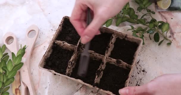 Samičí ruce srovnat zem v krabicích pro výsadbu semen s malou tyčinkou — Stock video