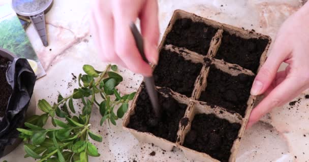 Dámské ruce smíchají půdu v krabicích pro výsadbu semen. — Stock video