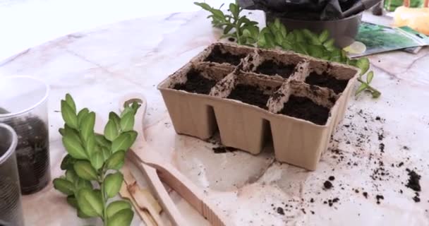 种植种子和植物的盆栽都摆在桌上。框架缩放. — 图库视频影像