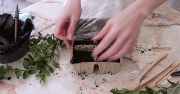 Женские руки упаковывают горшки для выращивания растений с пленкой на столе. — стоковое видео