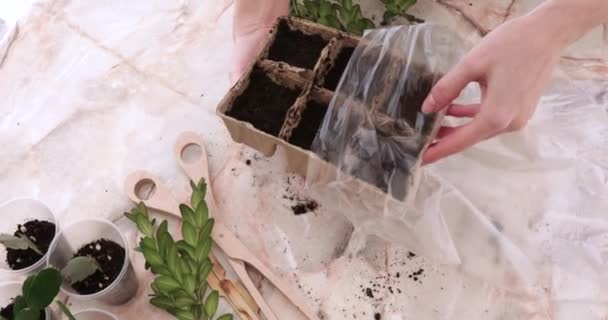 Женские руки упаковывают горшки для выращивания растений с пленкой на столе — стоковое видео