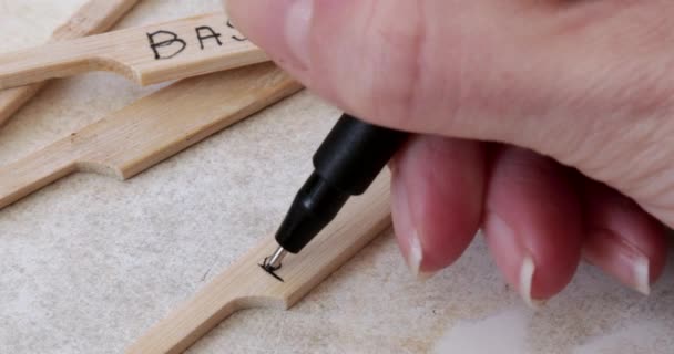 Une main de femme écrit sur un bâton le nom d'un romarin végétal pour planter dans le sol. Macro, gros plan. — Video