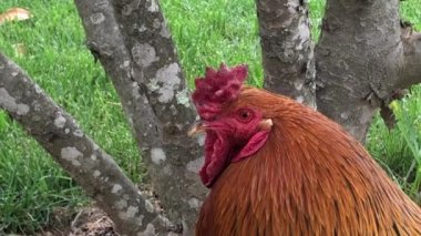 rustic rooster and hens on a walk on a summer day. FullHD footage