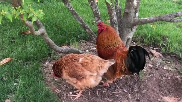 Rustic Rooster Hens Walk Summer Day Fullhd Footage — Stockvideo