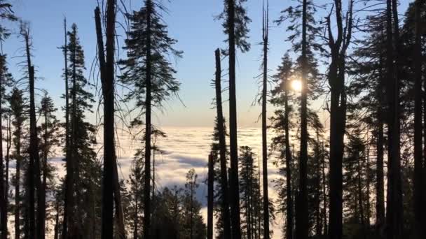 Zachód Słońca Zimowym Lesie Widok Przez Drzewa Mgły Słońce Świecące — Wideo stockowe