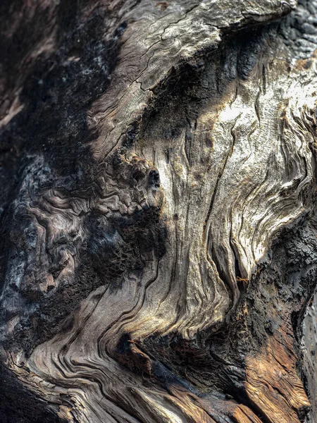 Кора Дерева Кора Дерева Фоновый Рисунок Текстура — стоковое фото