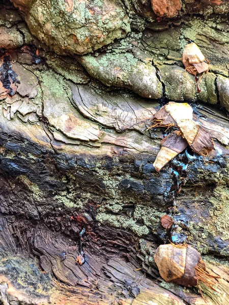 木の樹皮 背景パターン テクスチャ — ストック写真