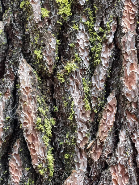 Corteza Del Árbol Patrón Fondo Textura —  Fotos de Stock