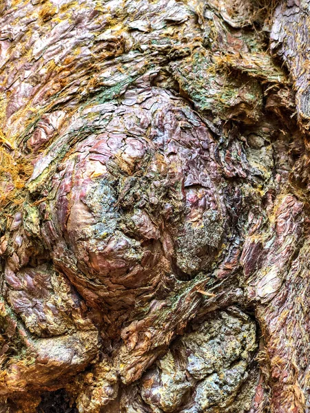 Die Rinde Des Baumes Hintergrund Muster Textur — Stockfoto