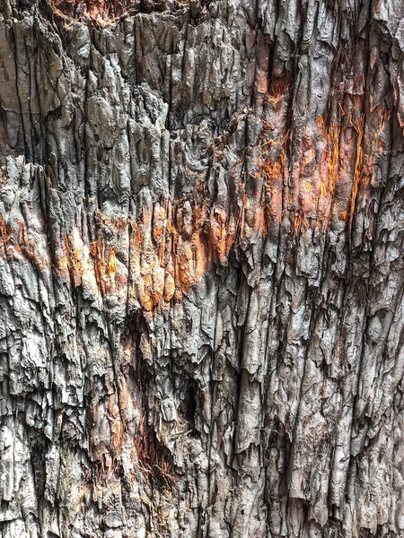 木の樹皮 背景パターン テクスチャ — ストック写真