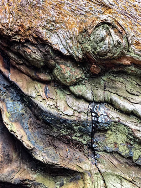 Kůra Stromě Vzorec Pozadí Textura — Stock fotografie